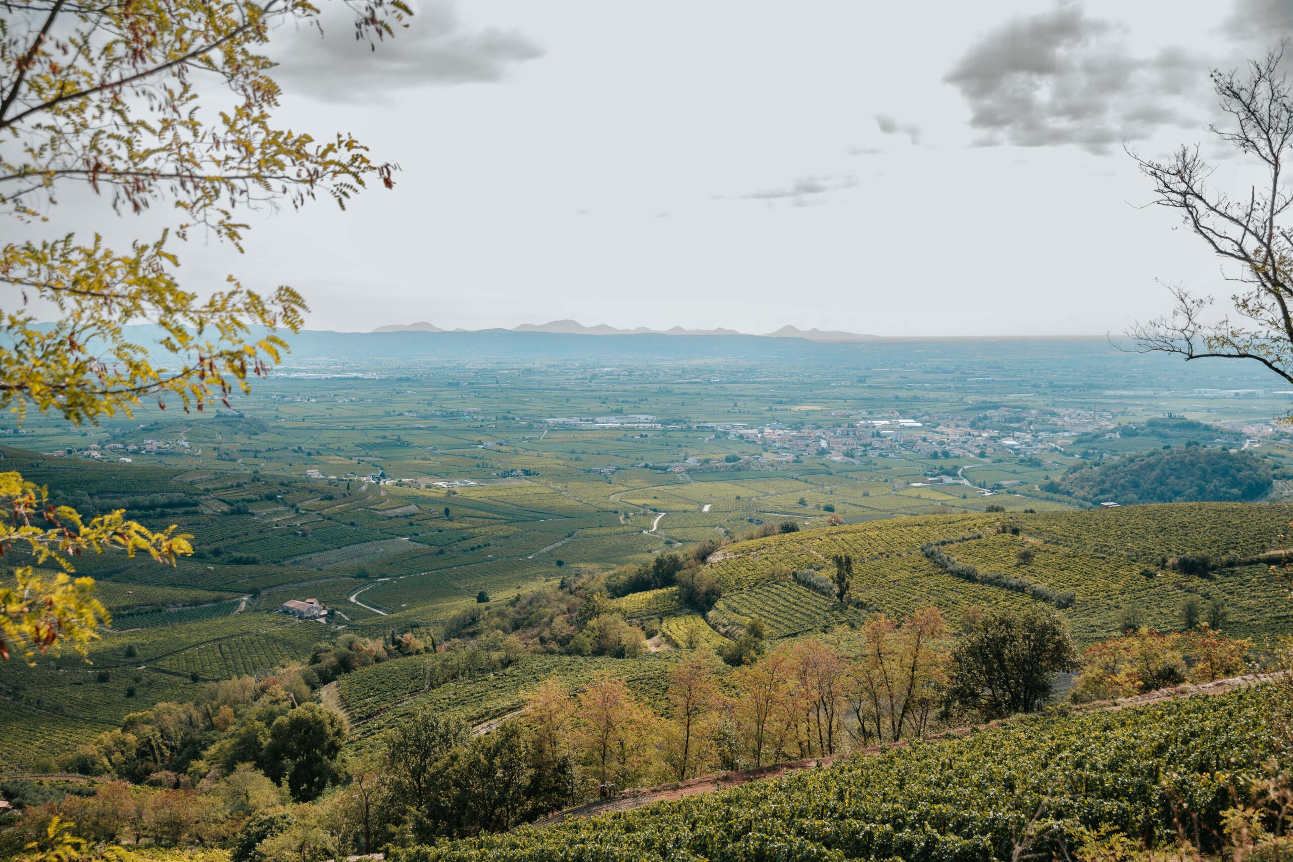 Anselmi Winery: Crafting Wines in the Heart of Soave