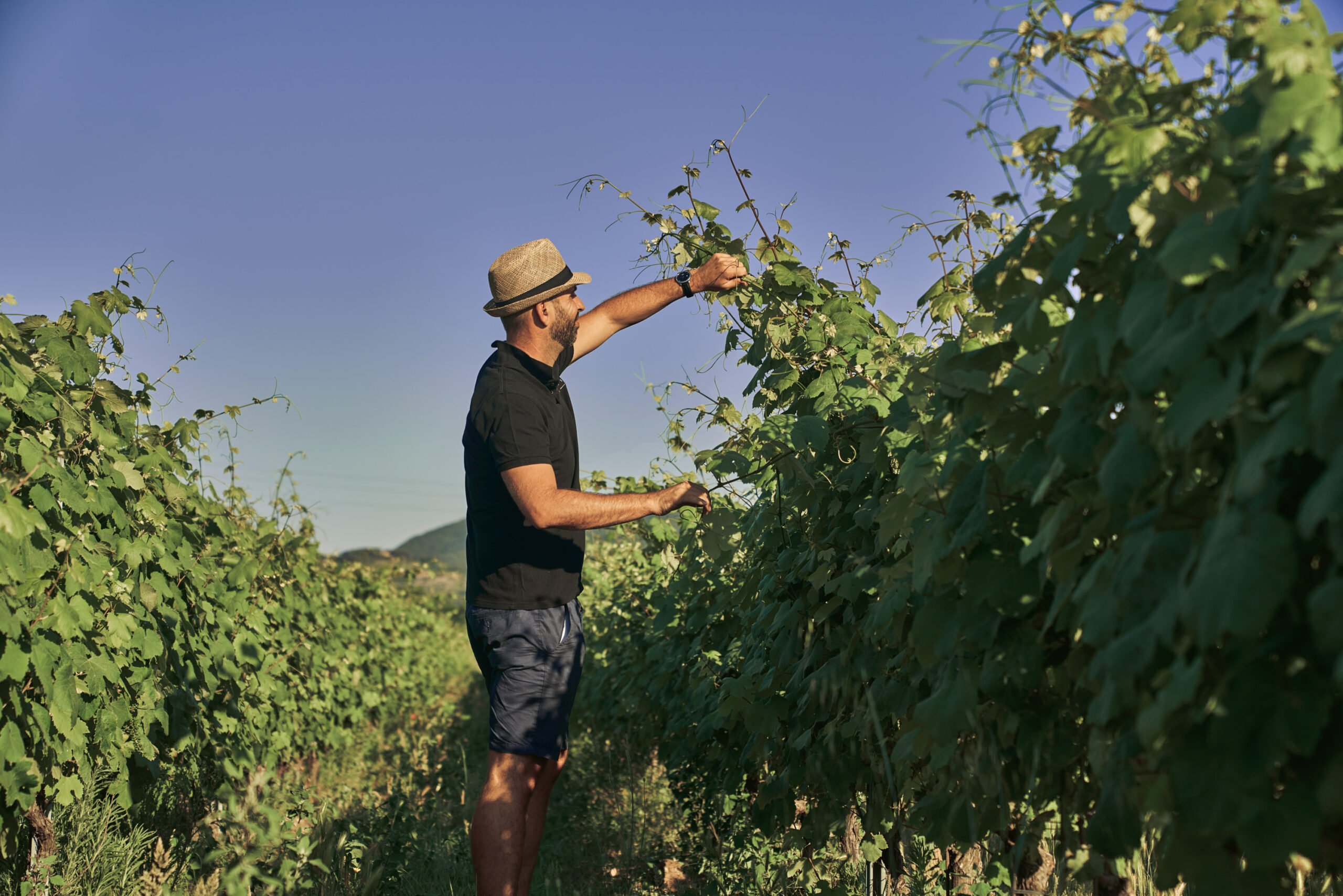 Exploring Tuscany’s Renowned Wine Region Through I Greppi Bolgheri