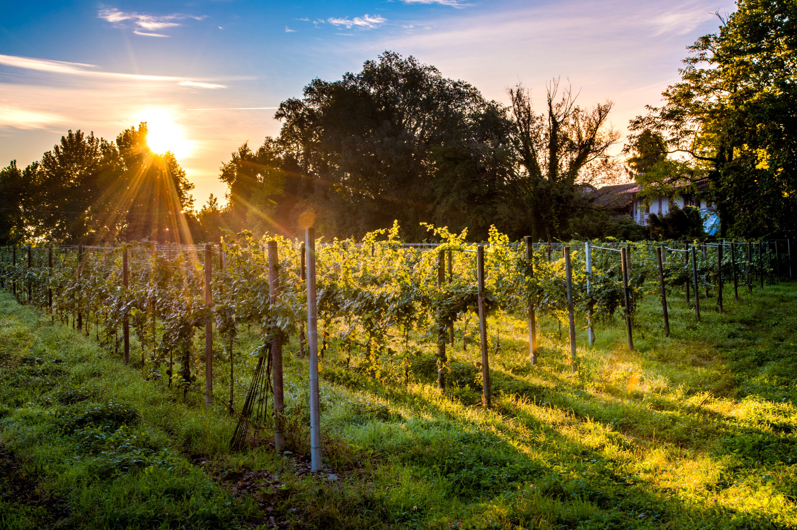 Discovering the Bonotto Family and Le Contesse Winery: A Story of Tradition