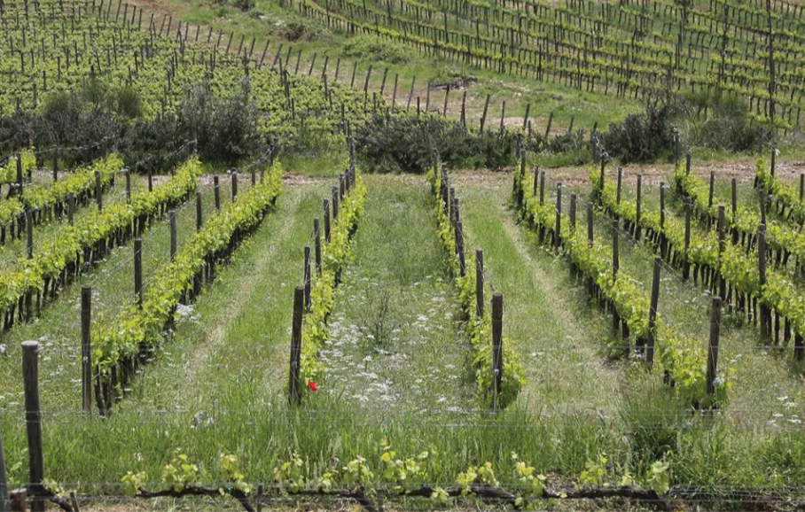 Colombaio di Cencio Winery: Where Tradition Meets Innovation