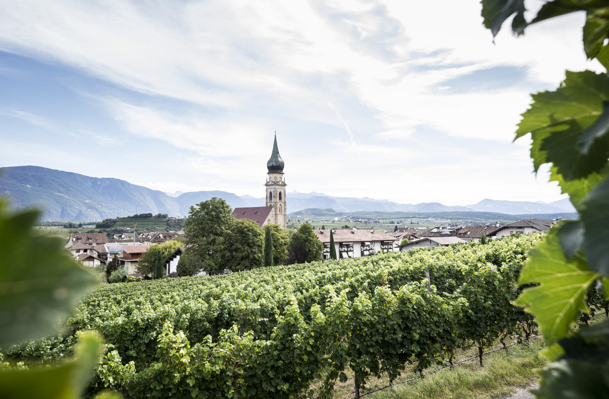 Exploring St. Pauls Winery: A Unique Cooperative Crafting Exceptional Wines in Trentino