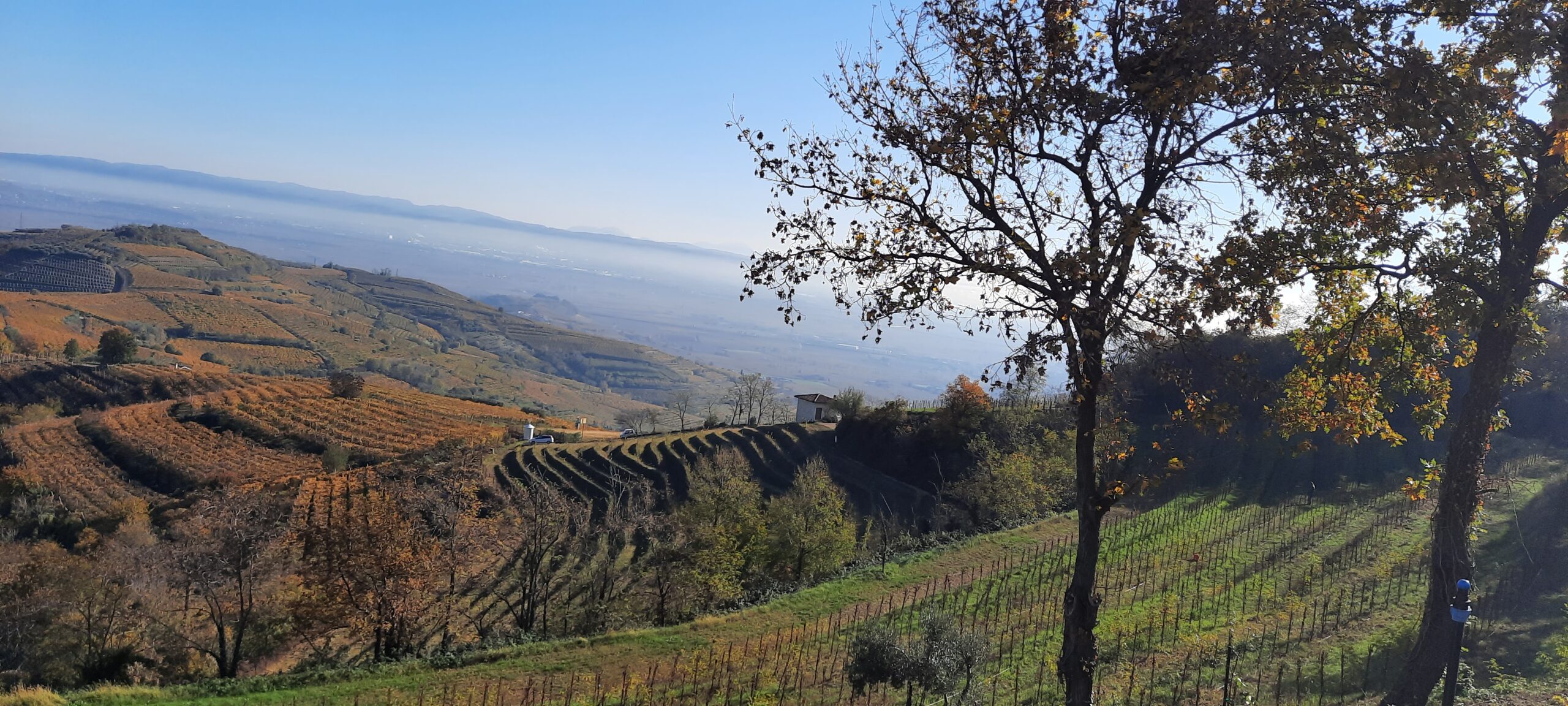 Exploring Anselmi: Unveiling the Excellence of San Vincenzo Wine