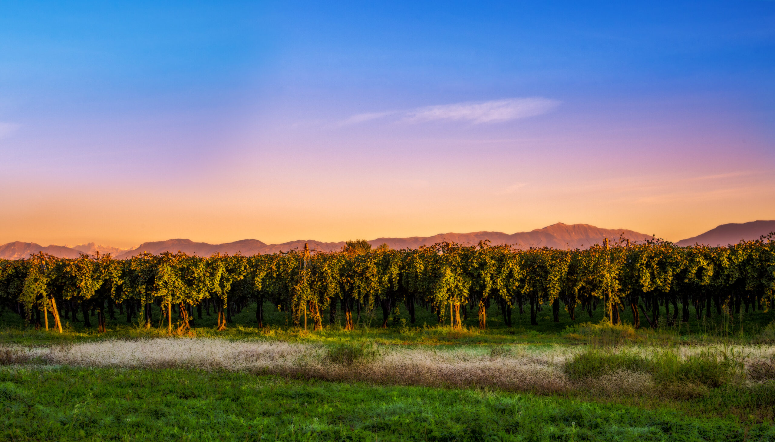 Le Contesse Winery: Crafting Exquisite Prosecco in the Heart of Veneto