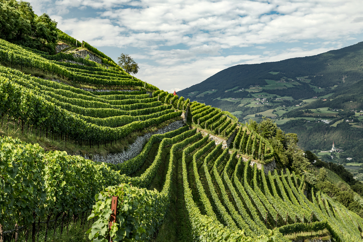 Unveiling the Secret Behind Canaletto Pinot Grigio’s Exceptional Grapes: A Microclimate’s Gift