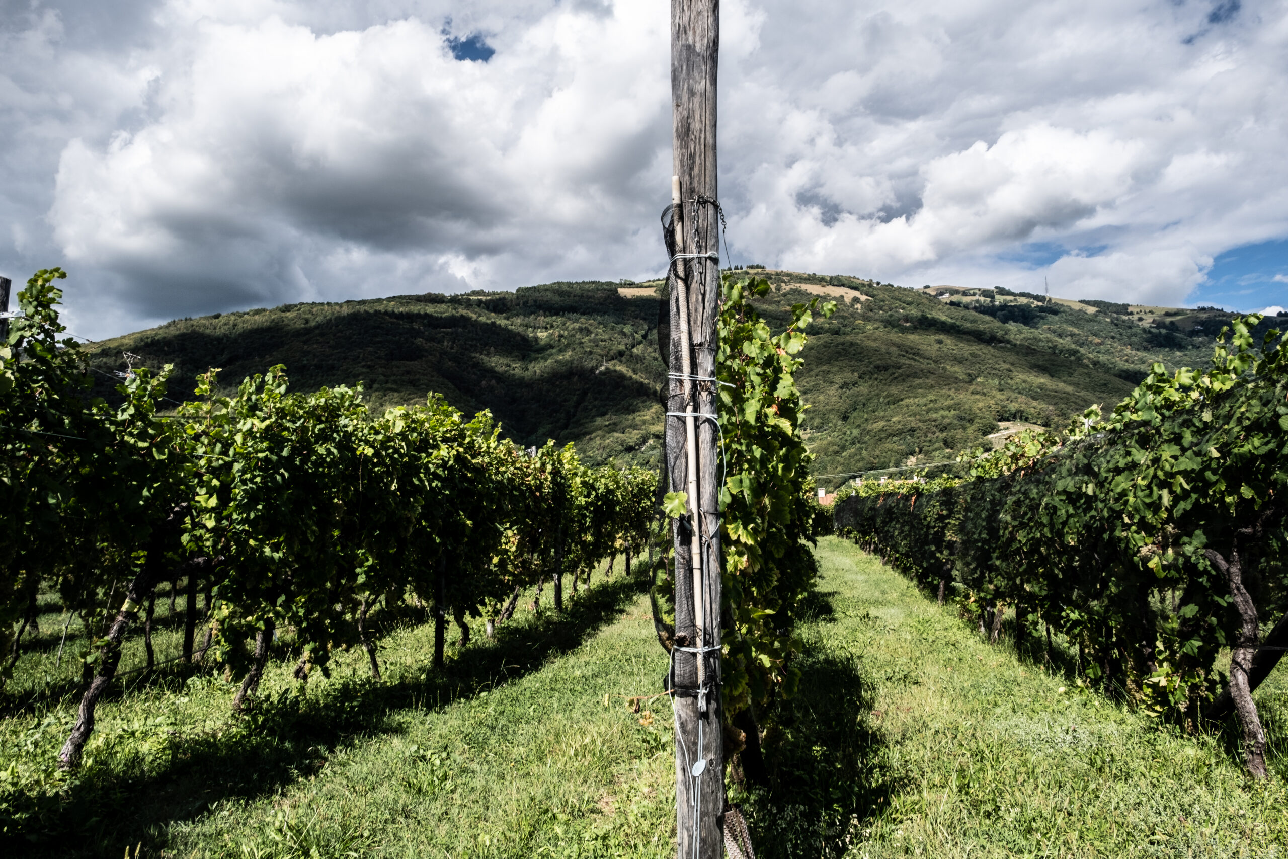 Experience the Excellence of Nino Franco: A Legacy of Prosecco Perfection