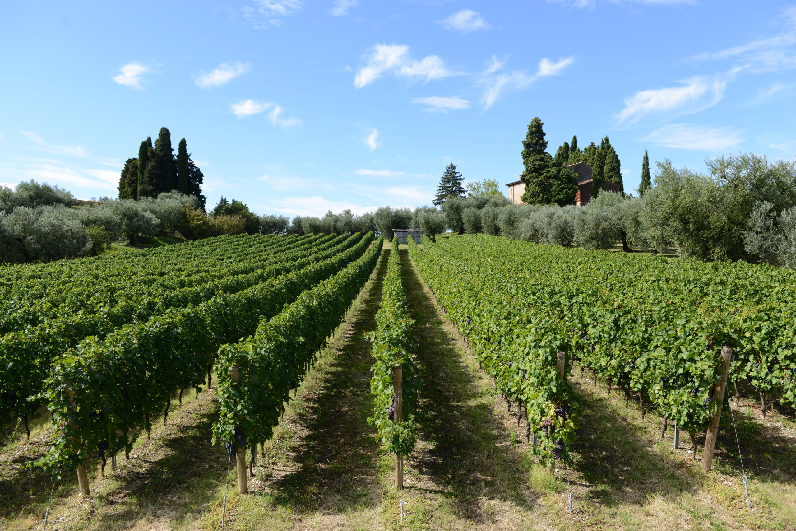 Discover the Charm of Giovanna Tantini Winery